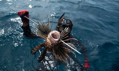 William Álvarez in the water with snorkel with a lionfish he has harpooned