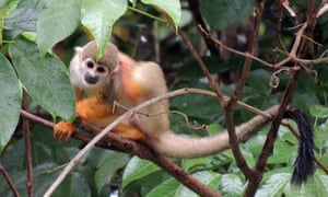 An endangered black squirrel monkey