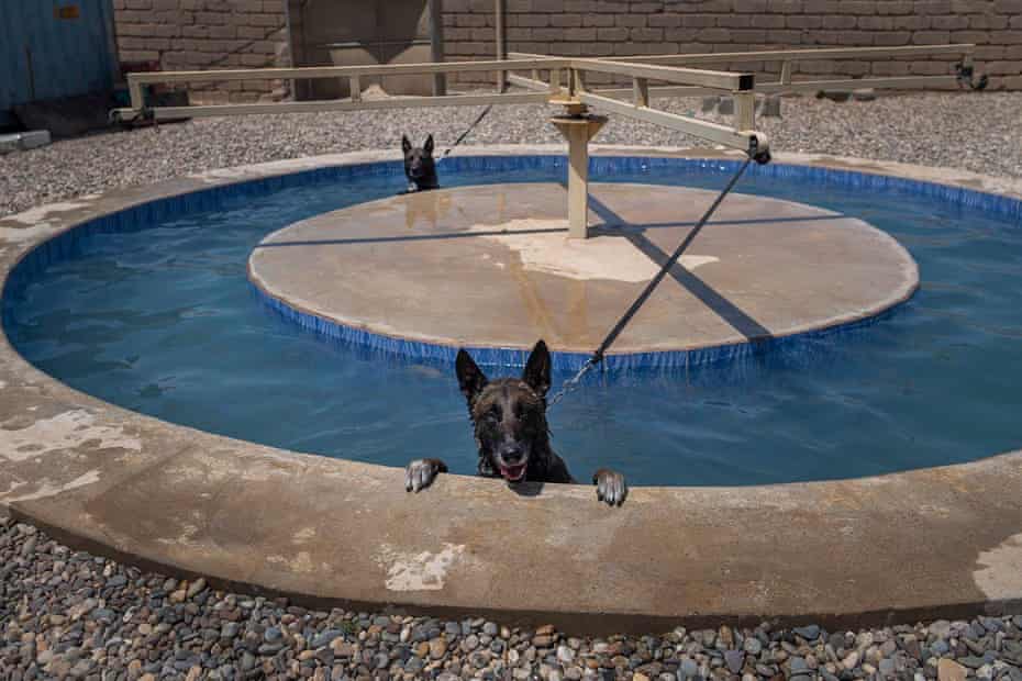 Chiens en piscine circulaire avec bras rotateur au milieu