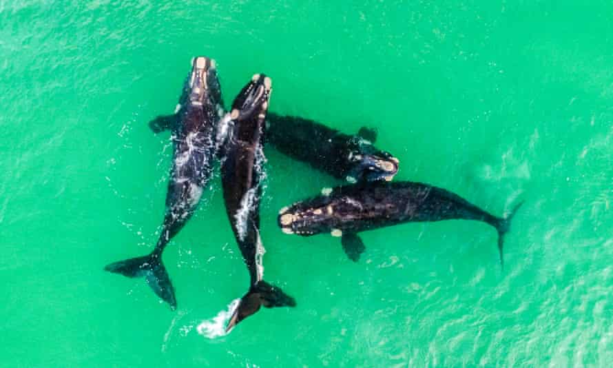 A pod of four Southern Right Whales photographed from above in Geographe Bay in Western Australia
