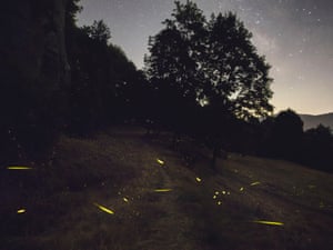 A slow exposure photograph of fireflies capturing their trails