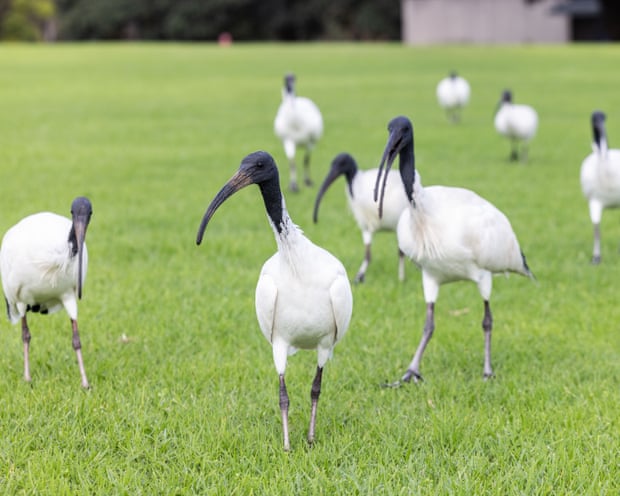 Bin chickens galore! Why are there so many ibis in Sydney?