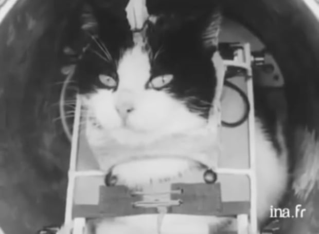 The First Cat in Space