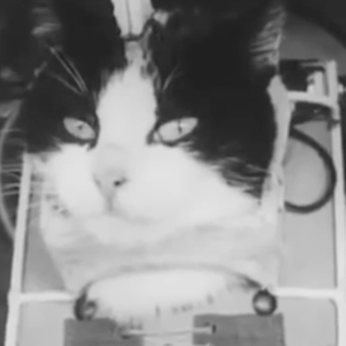 Nasa Cat