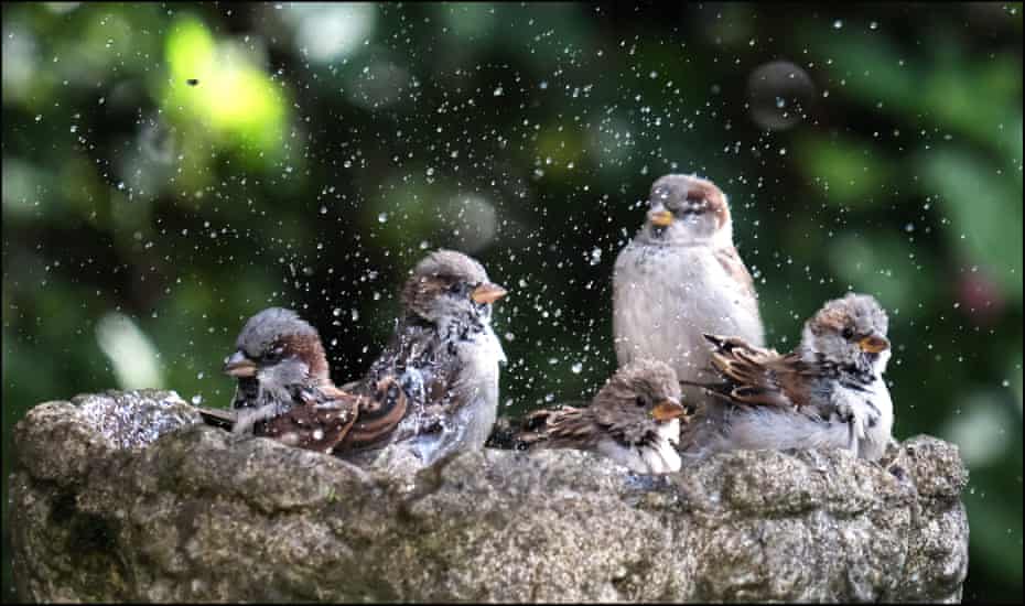 House sparrows enjoying a birdbath