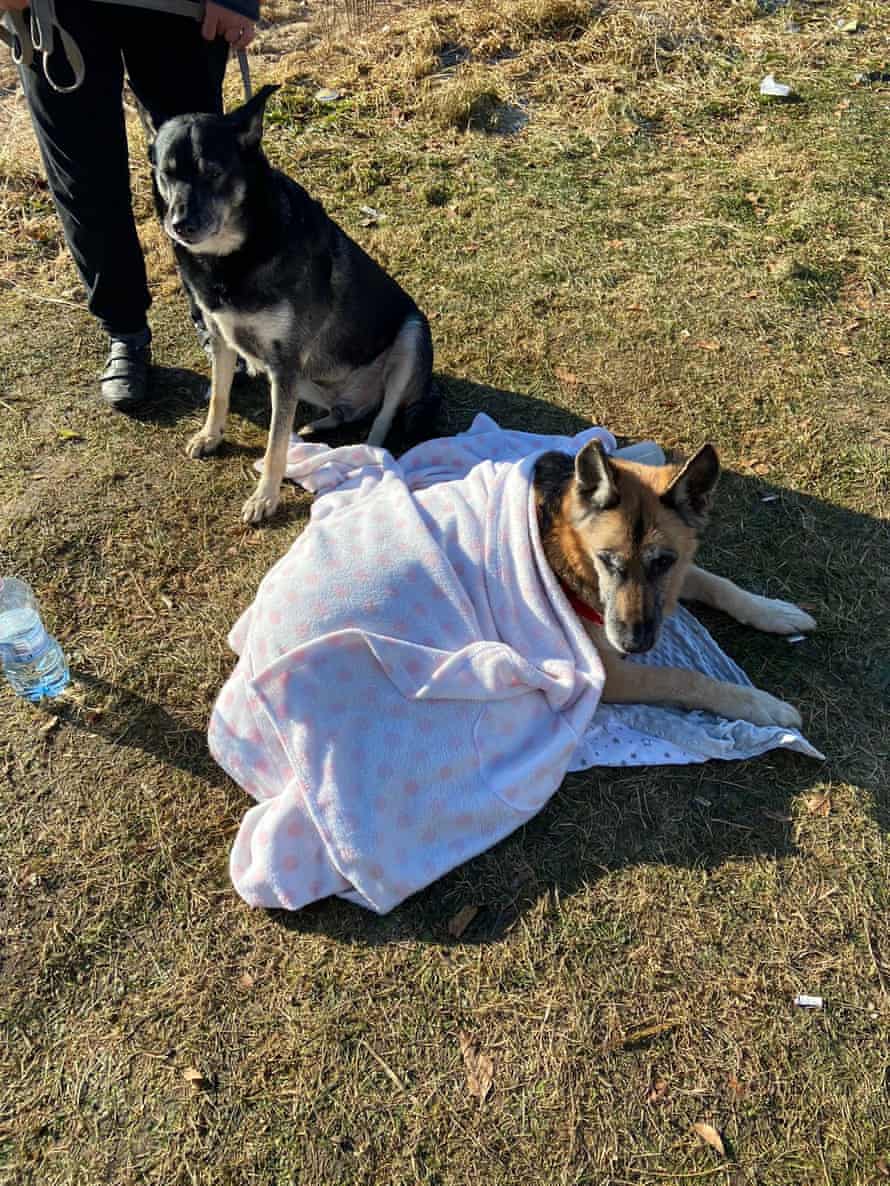 Psy Alyssy Gold i Pulia, które przyjechały z rodziną z Ukrainy do Polski.