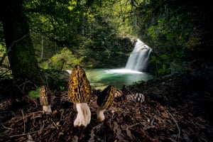 The magical morels by Agorastos Papatsanis, Greece Winner, Plants and Fungi