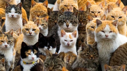 A crowd of cats on the harbourside of an island in Japan