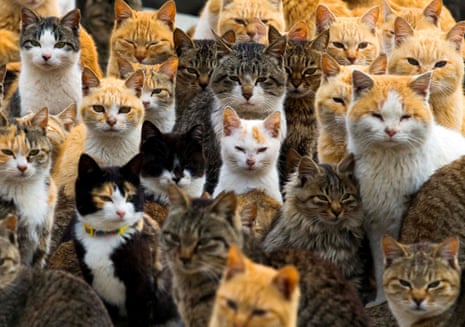 Cats crowd the harbour on Aoshima Island in the Ehime prefecture in southern Japan.