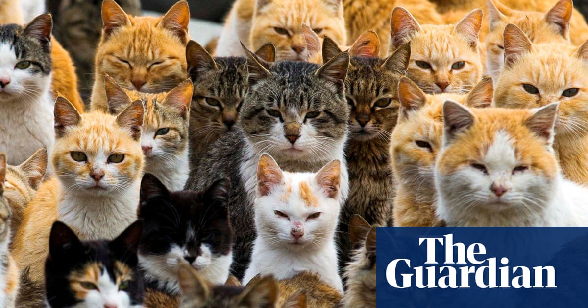 «Catnomics»: πώς η καθήλωση των αιλουροειδών της Ιαπωνίας έχει γίνει μια βιομηχανία αξίας δισεκατομμυρίων