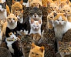 Catnomics: how Japans feline fixation has become an industry worth billions Their influence is evident in every corner of society, the imperial family owns some, and Tokyo even has its own cat townFeline features stare out from the covers of umpteen novels, they have an officially designated day devoted to their mystique and popularity, and have outnumbered dogs as pets for a decades.The influence of cats is evident across every corner of Japanese society, with a recent report crediting them with generating an expected ¥3tn ($18.8bn) in value to the Japanese economy this year – a phenomenon dubbed catnomics. Continue reading...