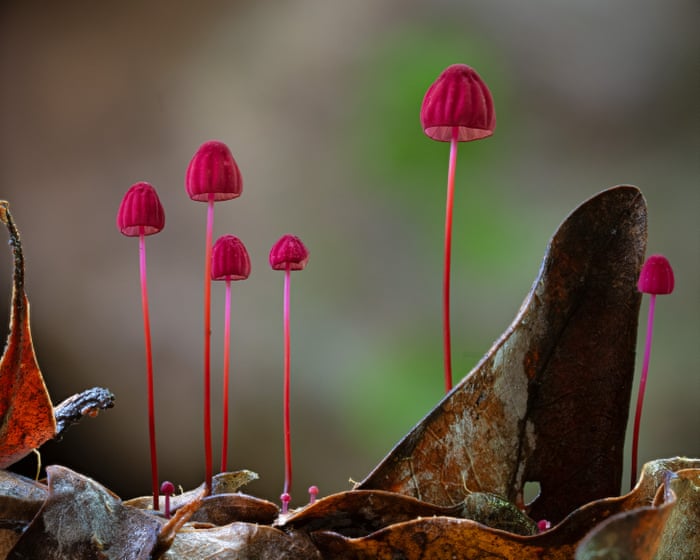 The amazing world of fungi – in pictures