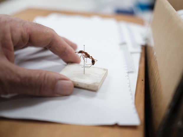 Myrmecia, commonly known as the bull ant or