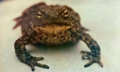 Touchwood the toad.