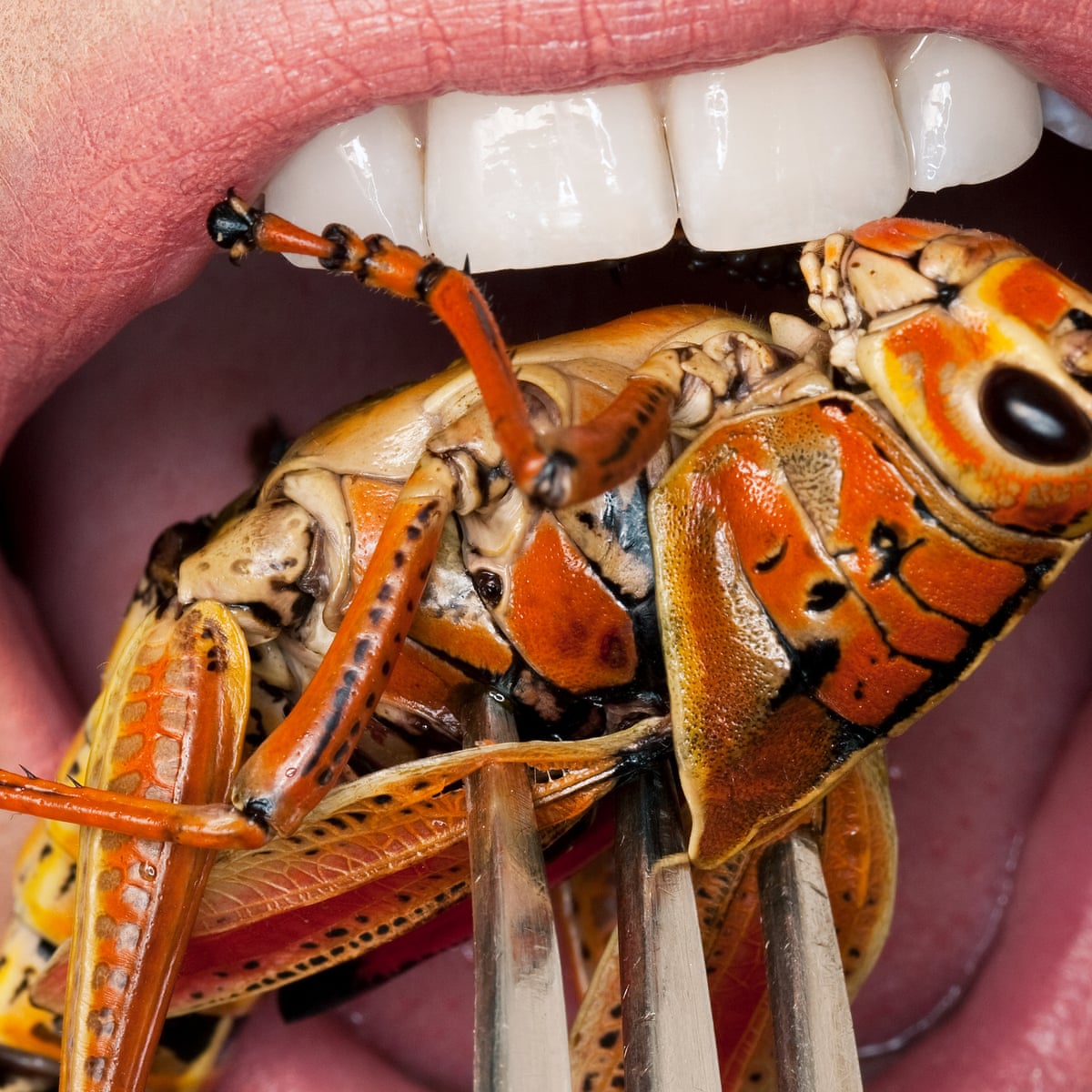 If We Want To Save The Planet The Future Of Food Is Insects Food The Guardian If We Want To Save The Planet The Future Of Food Is Insects Food The Guardian