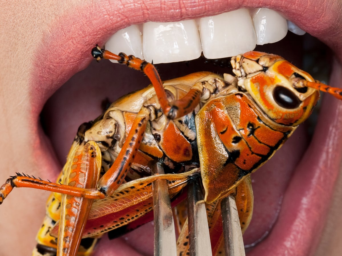 If we want to save the planet, the future of food is insects | Food | The  Guardian