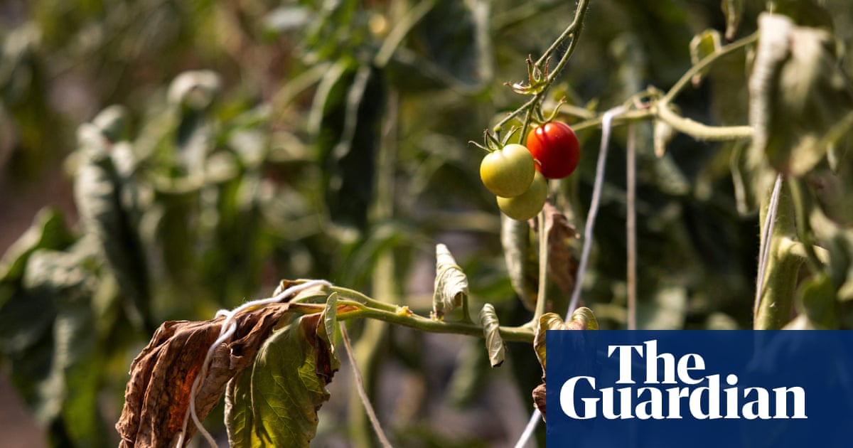 UK relies on heat-stressed countries for fruit and veg it could grow itself – report