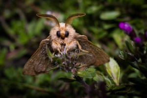 A forest tent caterpillar moth