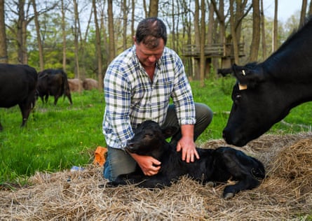 Chezoi comforts a newborn calf on her farm in Watkins Glen.