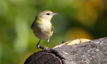 A small yellowish songbird perched on a log