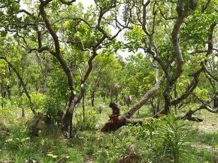 A number of companies support a new agreement to stop deforestation for soya in the Cerrado, but opposition in Brazil has meant no action has been taken.