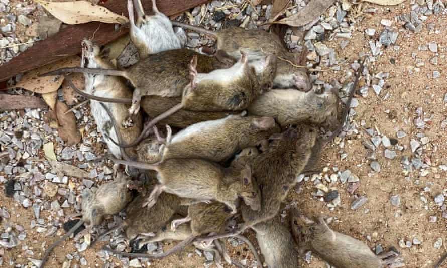 One mouse bait has captured multiple mice.