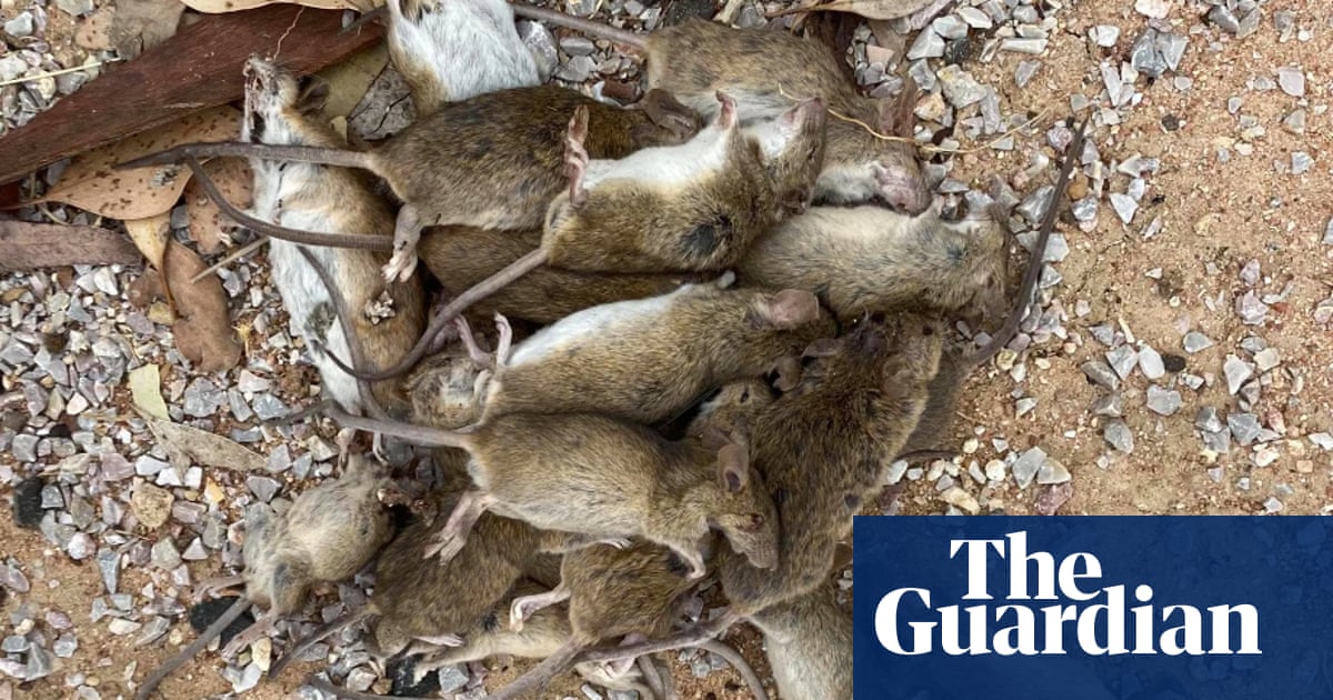 Dead Rat Smell Harmful To Health Uk