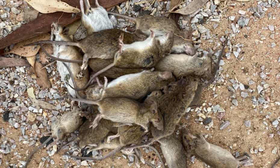 Mice killed by a bait in Coonamble, central-western NSW. The state government has requested urgent approval for the poison bromadiolon to be used widely on agricultural land to fight the mouse plague.
