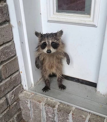 Locked out … a scared and wet baby raccoon was found on a doorstep in Belchertown, Massachusetts, US. The raccoon was warmed up and taken to Leyden wildlife rehabilitation centre