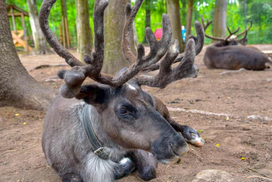 Reindeers.