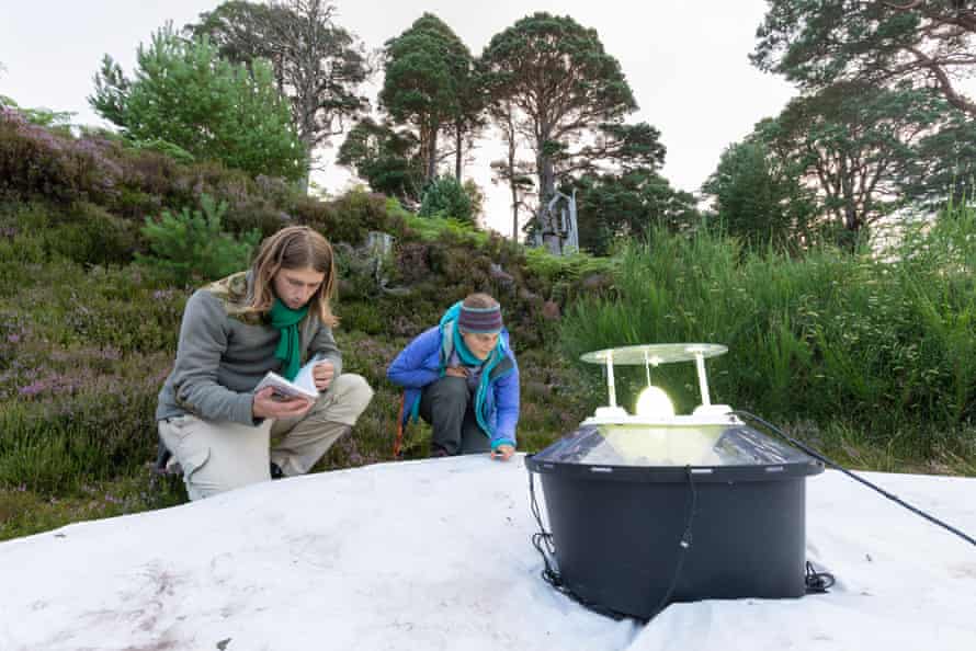 Ecologists examine a moth trap at dawn, Glenmore Forest