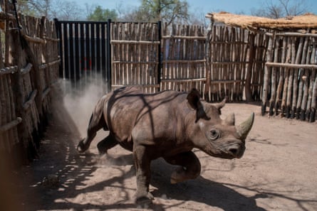 Um rinoceronte negro no Parque Nacional Zakouma, Chade.  O rinoceronte negro foi considerado oficialmente extinto no Chade desde a década de 1990.