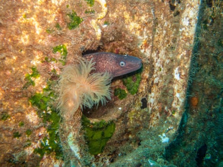 A close-up image of a Moray Eel as it hides in a shipwreck