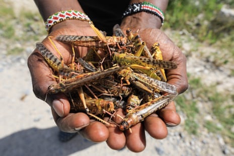 A local guide holds a handful of dead locusts at shaba national reserve, kenya