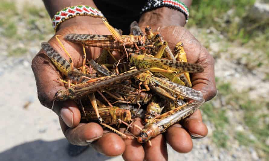 A local tour guide holds a handful of dead desert locusts after an invasion in Shaba national reserve in Isiolo, northern Kenya