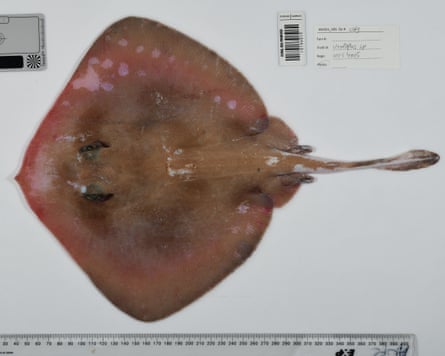 A new species of ray identified by Dr Will White at the CSIRO
