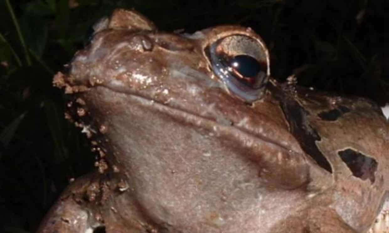 A mountain chicken frog that is sick with chytridiomycosis. Photograph: ZSL