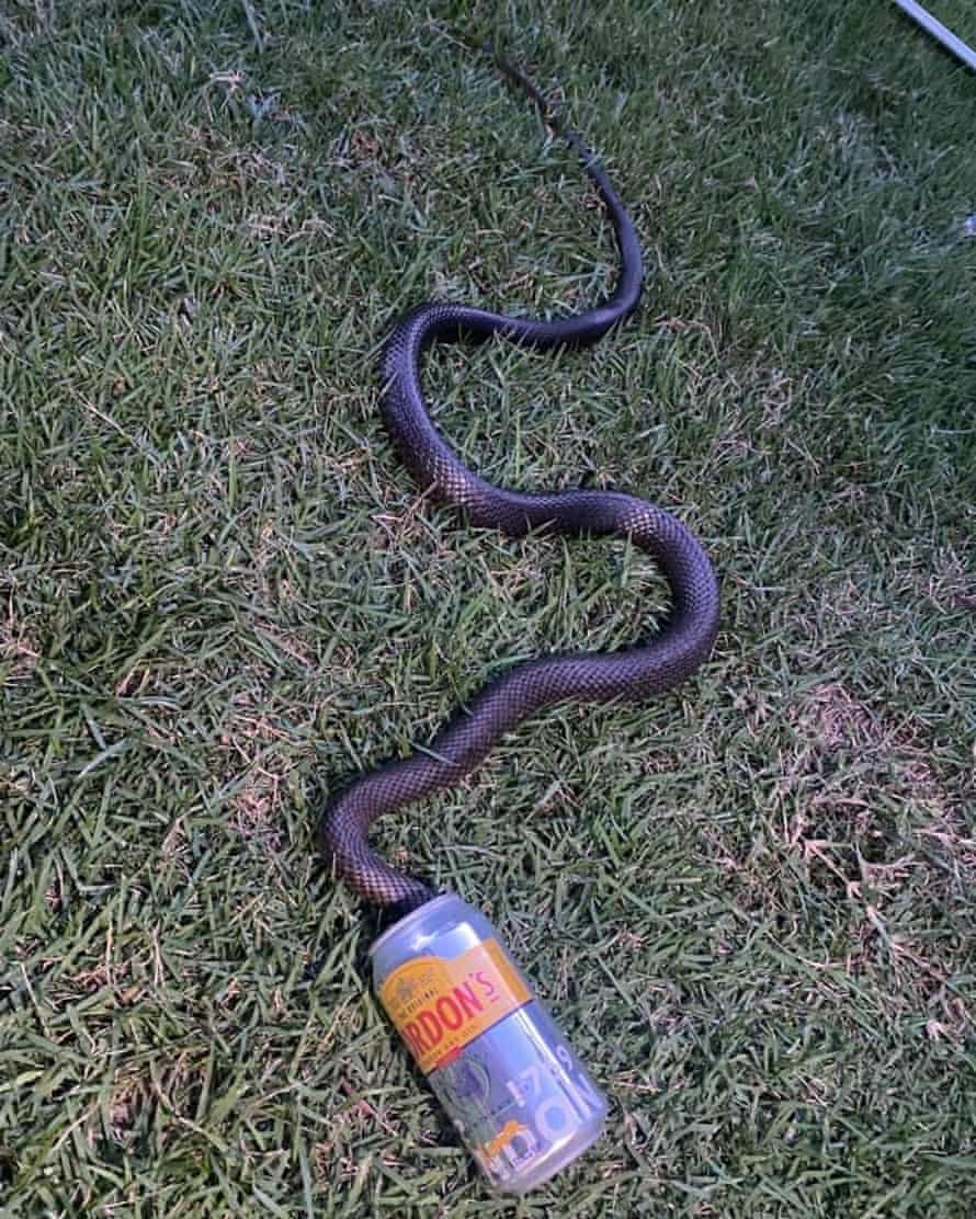 An eastern brown snake stuck in a beer can after hunting mice inside