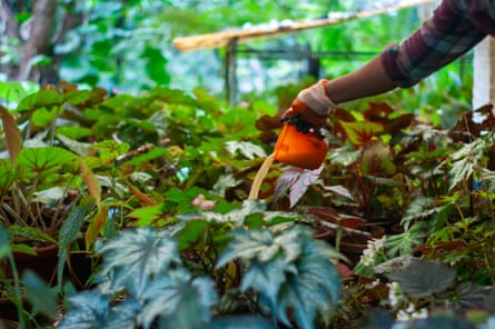 A hand pours a liquid on to plants from a jug