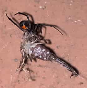 Raphael Rouquier's photo of a black widow spider attacking a scorpion