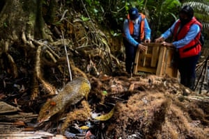 Biólogos da entidade ambiental regional CVC, lançam duas cutias centro-americanas durante o dia nacional da biodiversidade na Colômbia