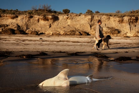 A dog walker passes a dead shark washed up on the beach