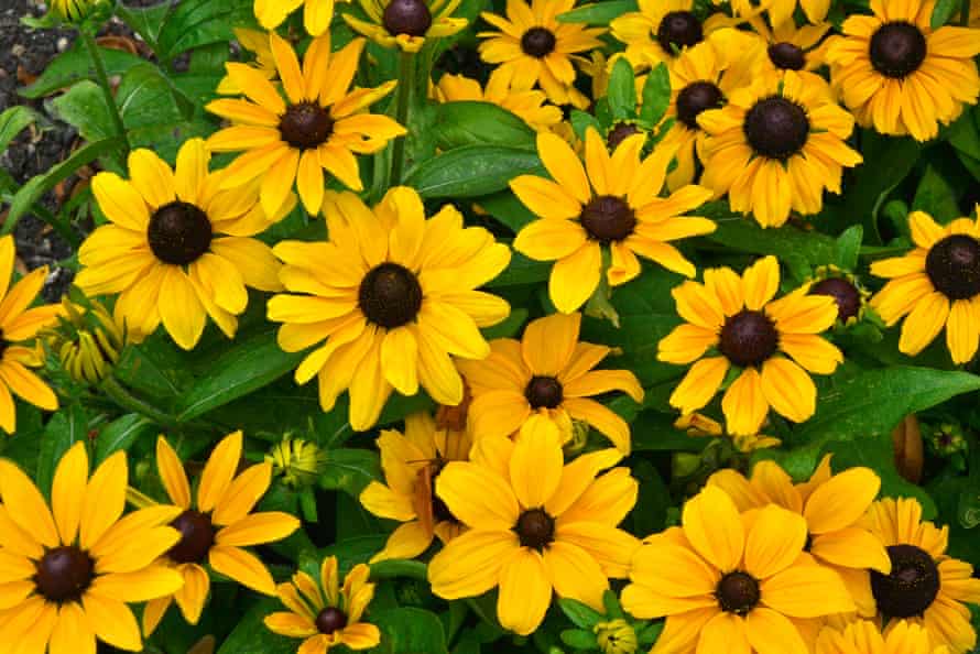 Close up of colourful Rudbeckia in a garden border
