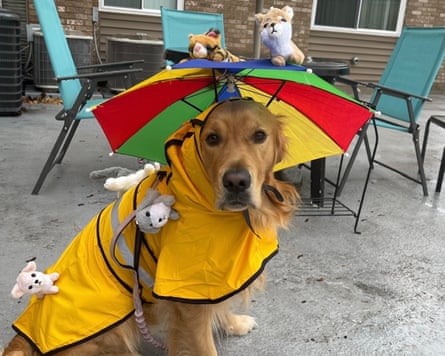 a dog in a novelty umbrella hat