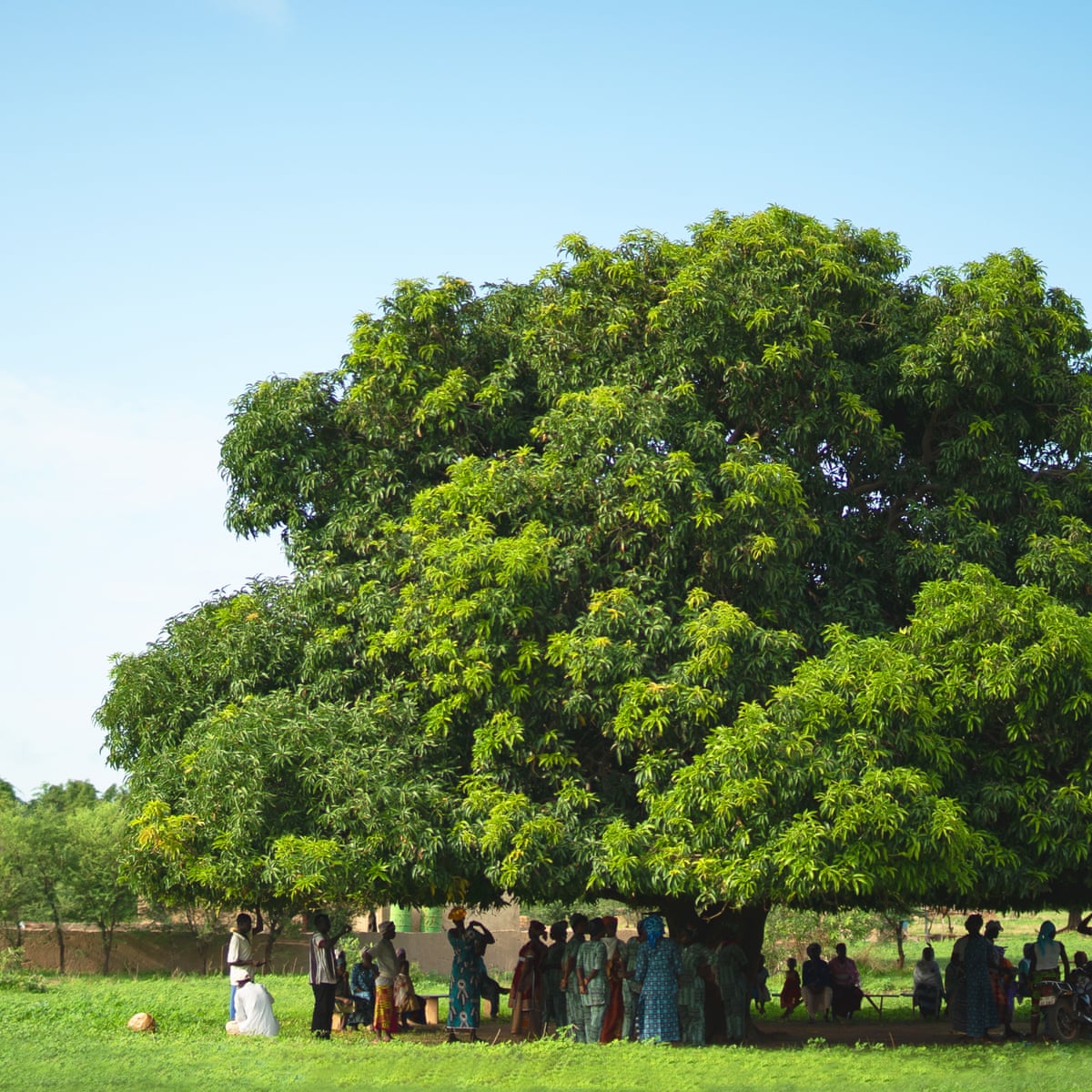 Tree of the week: 'This mango tree provides food – and brings ...