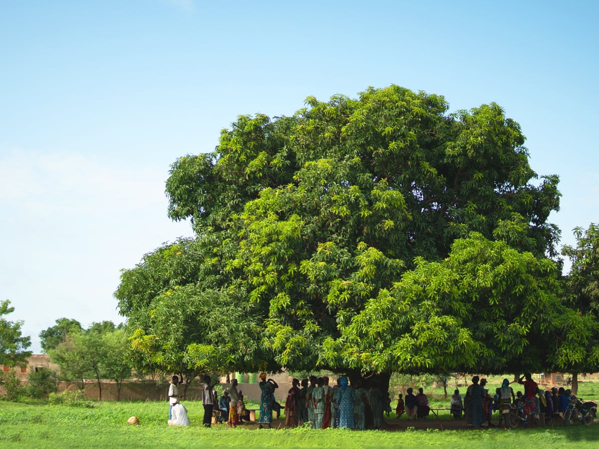Tree of the week: 'This mango tree provides food – and brings ...