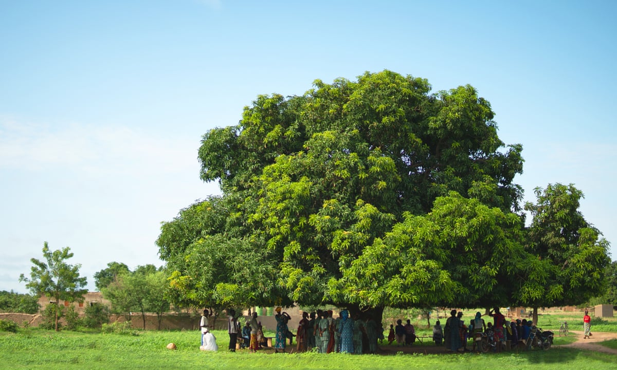 Tree of the week: 'This mango tree provides food – and brings ...