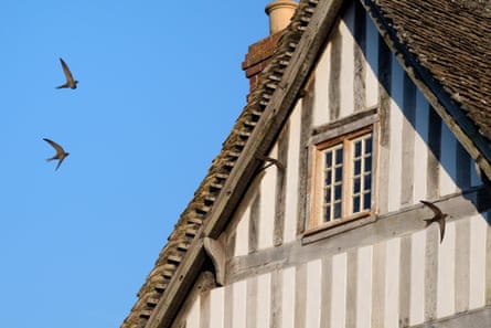 Common swifts flying around an old half-timbered house with several swift nests under the roof