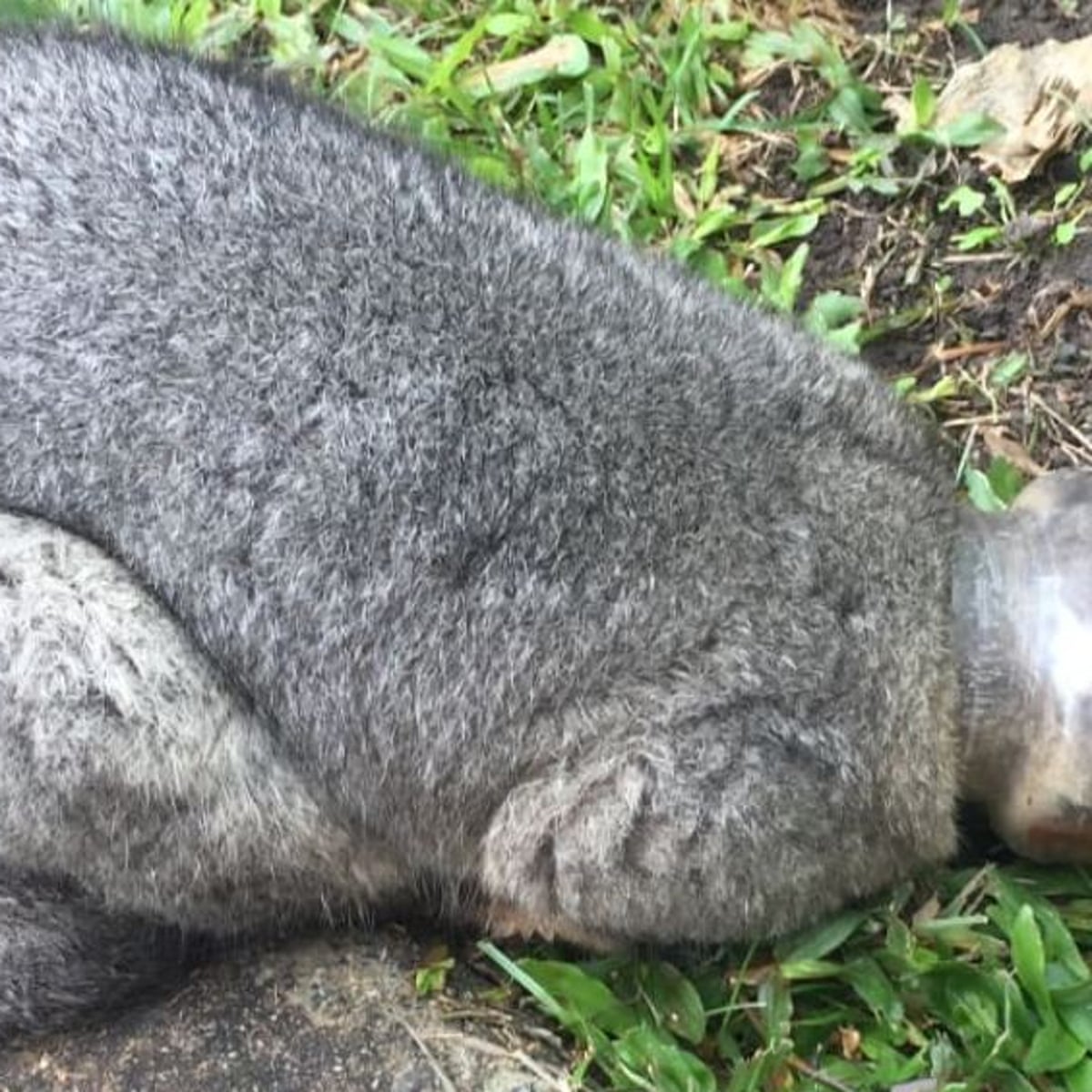 Possum rescued after getting head stuck in Nutella jar | Animals | The Guardian Possum rescued after getting head stuck in Nutella jar | Animals | The Guardian
