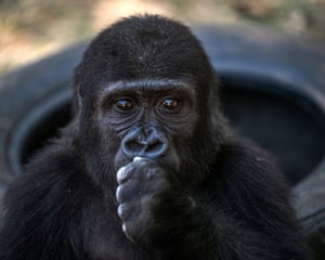 A baby Western lowland gorilla named Zeytin, eats a peanut at the Polenezkoy Zoo in Istanbul, Turkey. The gorilla was rescued from smugglers at Istanbul Airport in December, and is preparing to return home after months of medical care and rehabilitation. Zeytin will soon be sent back to Nigeria where it was being illegally transported from to Thailand, before potential release into the wild